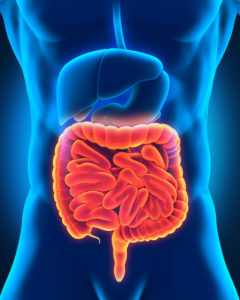 internal organs