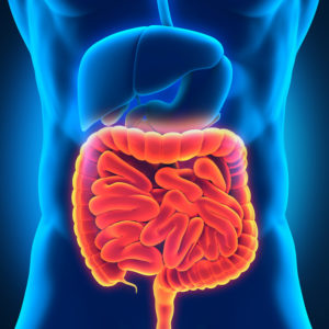 internal organs