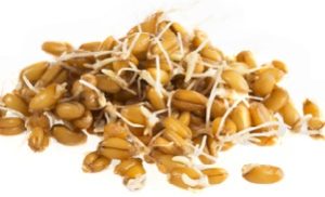 sprouted grains 