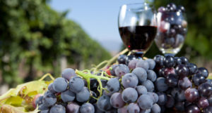 wine and grapes