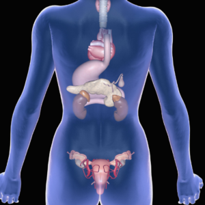 endocrine system