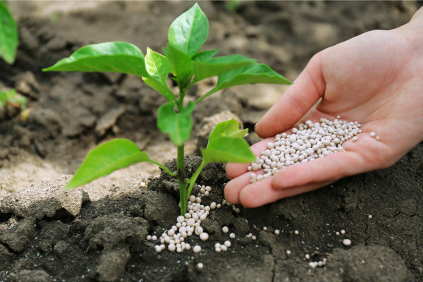 prebiotics fertilizing the gut